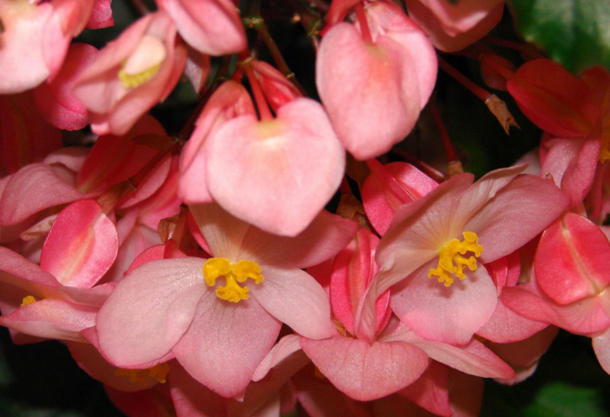 B. ‘Allegany’
